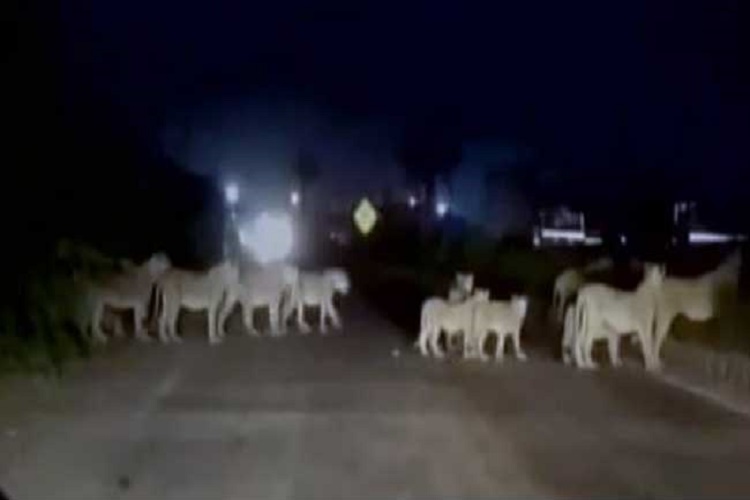 Pride of lions block highway in Gujarat, watch video