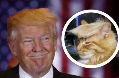 Donald Trump Cat