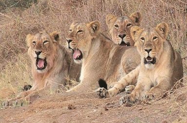 slaughterhouses lions