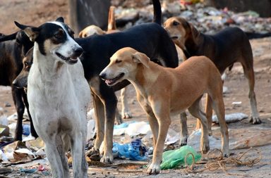 Odisha Stray Dog