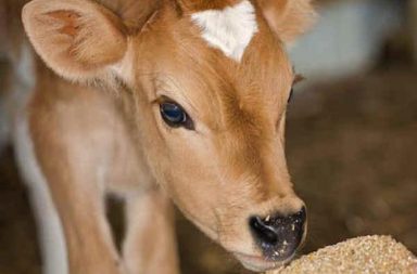 Calf
