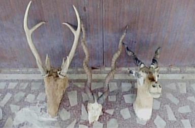 Deer head