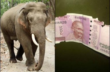 Elephants