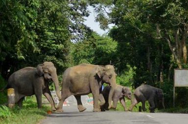 Elephants
