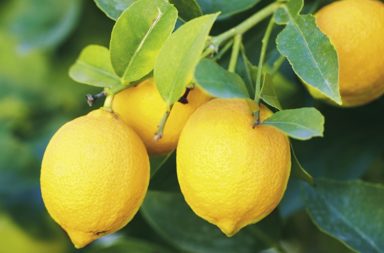 Lemon