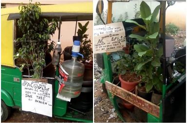 plants