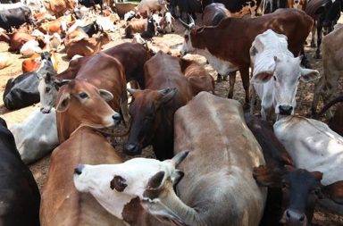 Police jeep tries to save cow, kills elderly woman