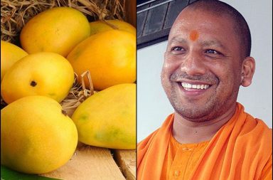 Yogi mango
