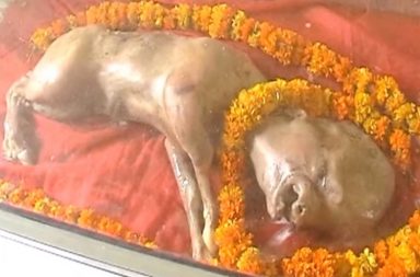 calf muzaffarnagar