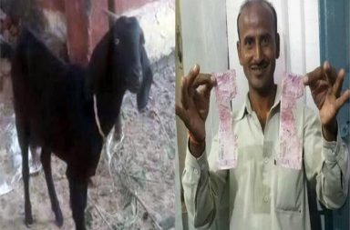 Uttar Pradesh Goat