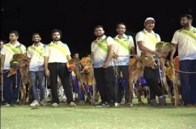 Gujarat cows cricket tournament