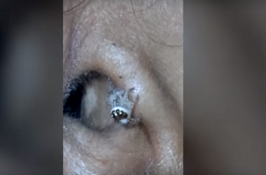 Karnataka spider