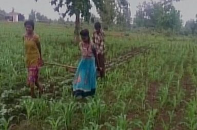 Farmer uses daughter instead of oxen to plough the field