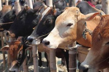 Haryana may soon come up with cow hostel!