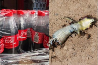 Coca Cola