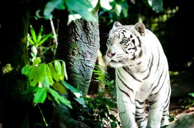 White Tiger