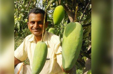 Here's how an engineer turned farmer is growing 51 types of mangoes on a 50 year old tree