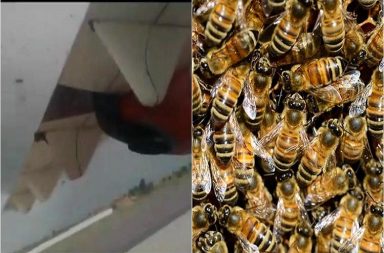Bees