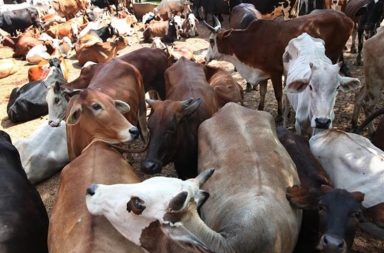 'Gau Rakshaks' in Bihar beat up six Muslim men on suspicion of slaughtering bovine