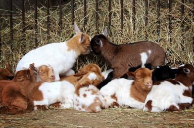 goats