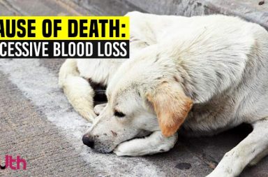 Cab driver in Delhi allegedly rapes 7-month-old dog, leaves her to die